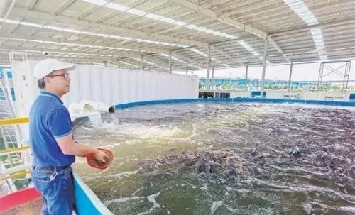 中集漁業(yè) 黑科技加持 水產(chǎn)養(yǎng)殖告別 靠天吃飯